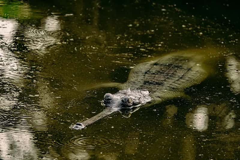 Climate Change Is Now Hitting the Gharial in a Way No One Fully Predicted (Image Credits: Unsplash)
