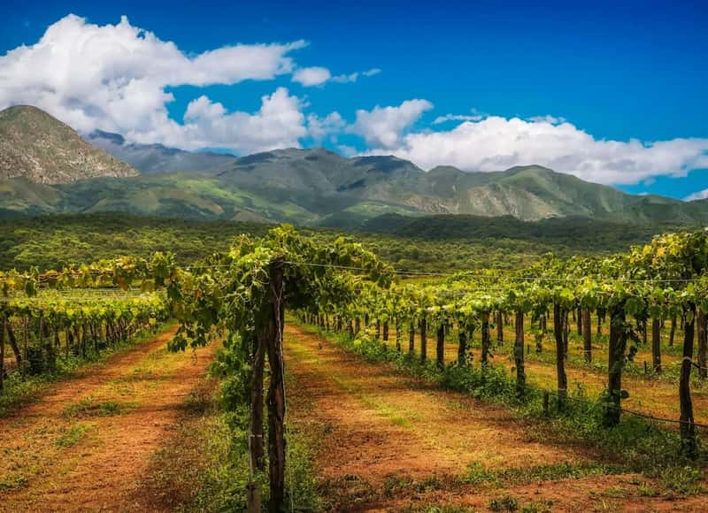 Salta, Argentina: Colonial Charm and High Desert Wine (Image Credits: Unsplash)