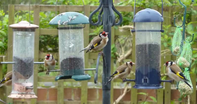 #6 - The Feeder Runs Low and Stays That Way (Geograph Britain and Ireland, CC BY-SA 2.0)