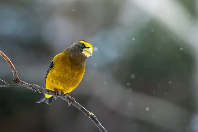 #9 - Evening Grosbeak: The Winter Feeder Star That Stopped Showing Up (Image Credits: Unsplash)