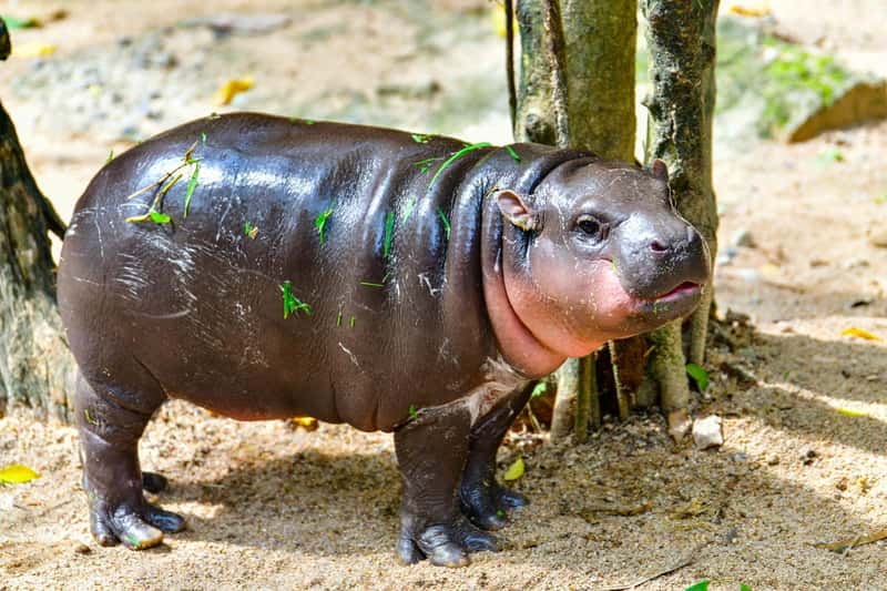 Baby Pygmy Hippos Following Moo Deng's Legacy in Thailand (Image Credits: Shutterstock)