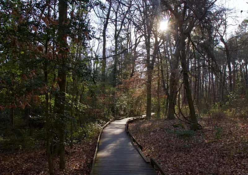 Congaree National Park, South Carolina (Image Credits: Unsplash)