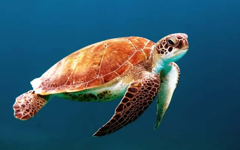 Turtle Excluder Devices Changed Everything (Image Credits: Unsplash)