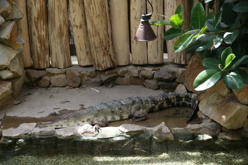 The Species at the Center of It All: Africa's Least-Known Crocodile (By Michal Klajban, CC BY-SA 3.0)