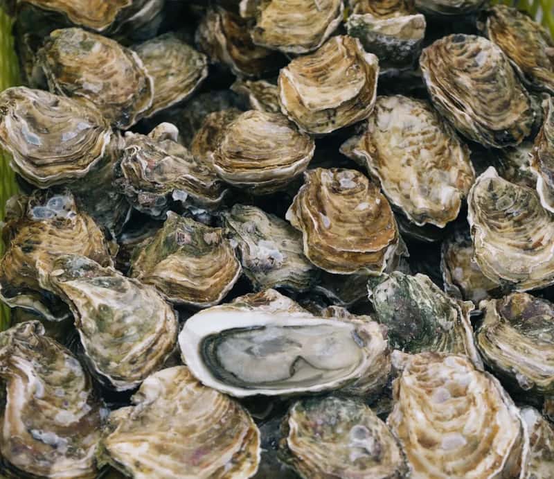 5. Raw Oysters and Raw Clams (Image Credits: Unsplash)