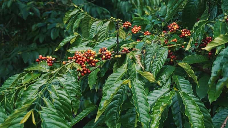 2. Yunnan, China's Silent Coffee Giant (Image Credits: Unsplash)