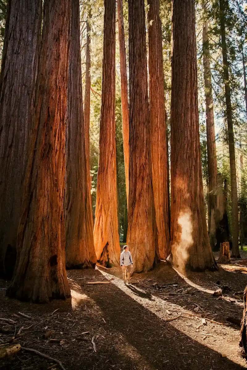 #8 – Sequoia and Kings Canyon National Parks, California: The Size of Everything Works Against You (Image Credits: Unsplash)