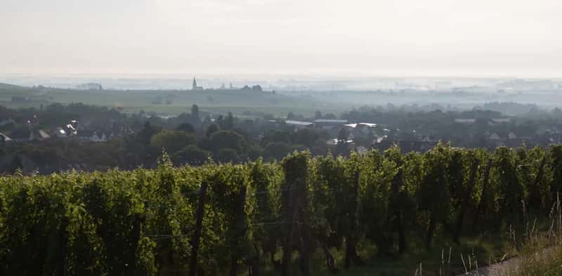 Alsace, France (Image Credits: Unsplash)