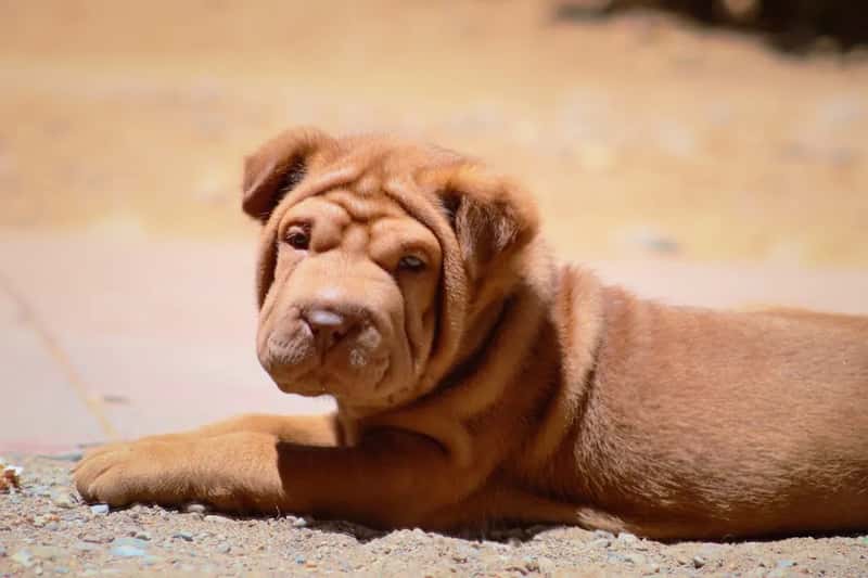 7. Shar-Pei (Image Credits: Unsplash)
