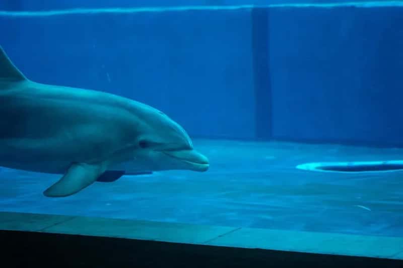 #13 - The Captive Dolphin Swim (Image Credits: Pexels)