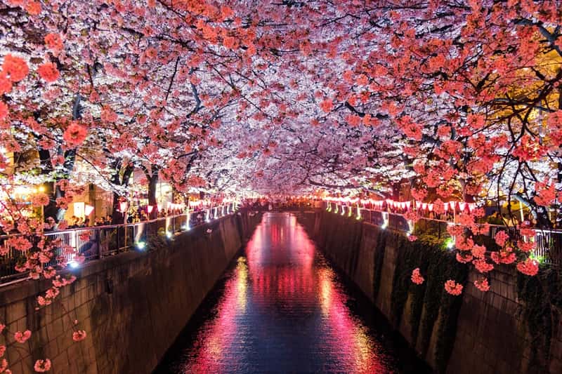 Chase Cherry Blossoms Across Japan (Image Credits: Unsplash)