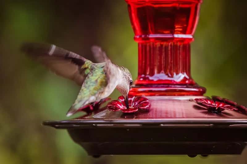 #9 - Only One Feeder Dominated by a Territorial Bird (Image Credits: Pexels)