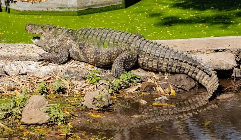 Bazoulé, Burkina Faso: Where Over 100 Crocodiles Share One Village Pond (Image Credits: Pexels)
