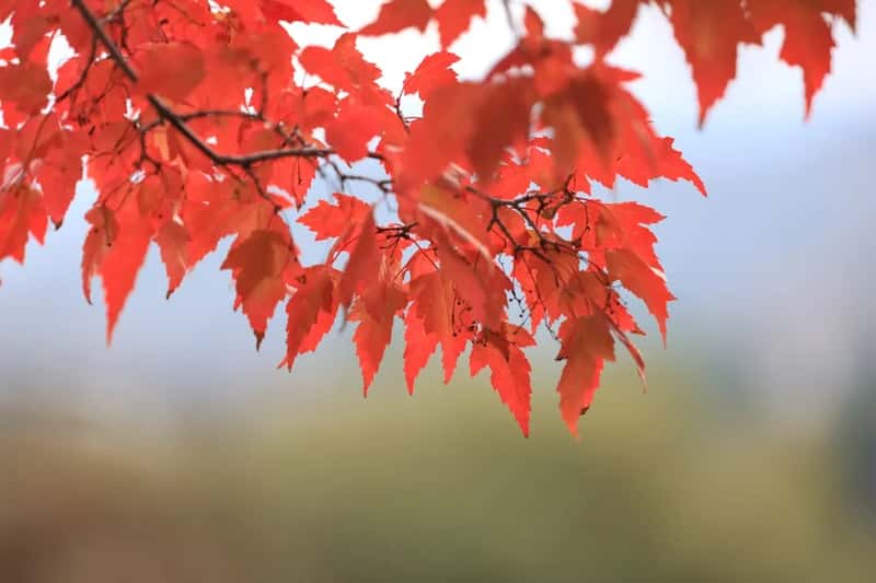 Autumn Foliage in October and November (Image Credits: Unsplash)