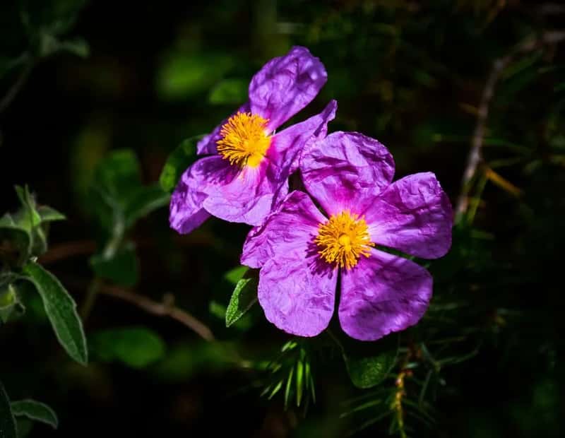 8. Rock Rose (Image Credits: Pexels)