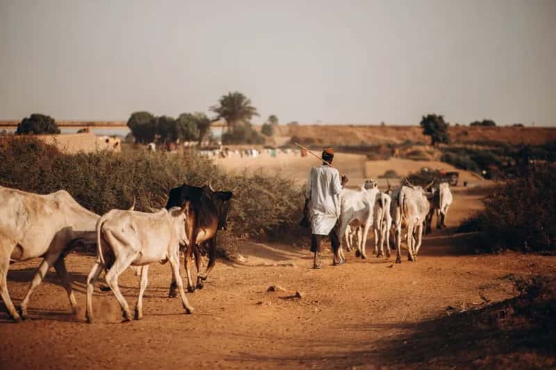 Chad and the Sahel: extreme heat meets extreme poverty (Image Credits: Pexels)