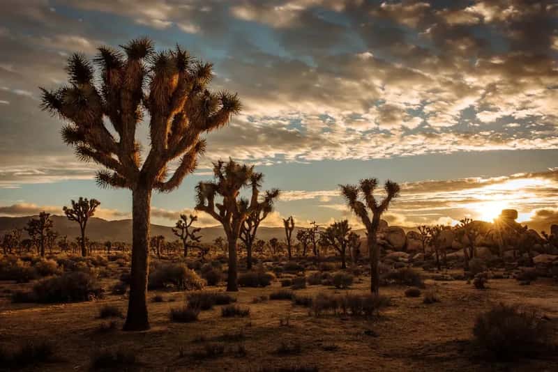 12. Joshua Tree National Park, California (Image Credits: Unsplash)