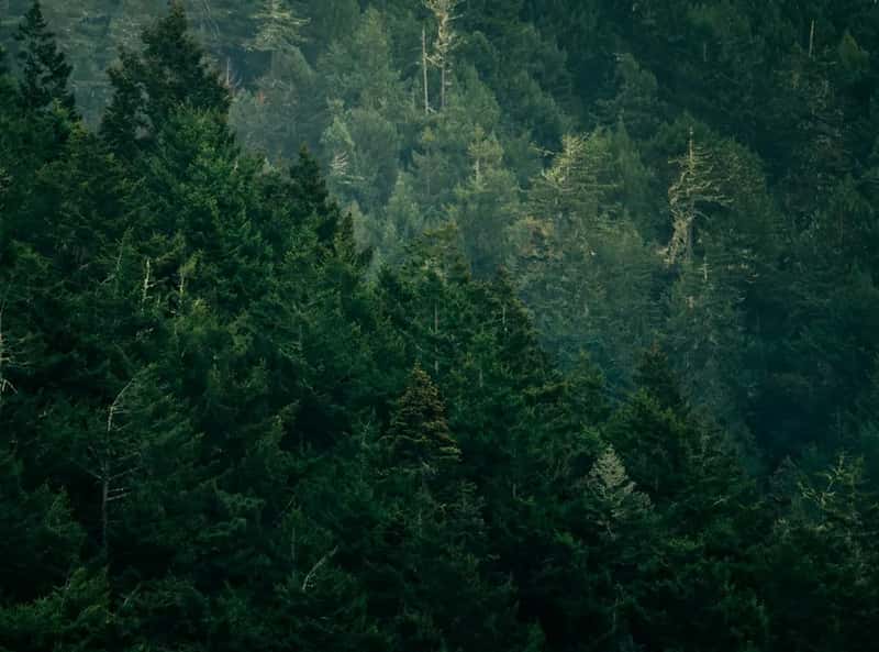 What Kind of Forest Covers Maine (Image Credits: Unsplash)