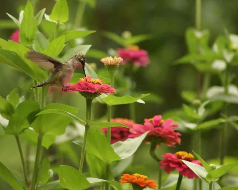 #2 - Scented Flowers Are Wasting Your Garden Space (SteveBrand, Flickr, CC BY-SA 2.0)