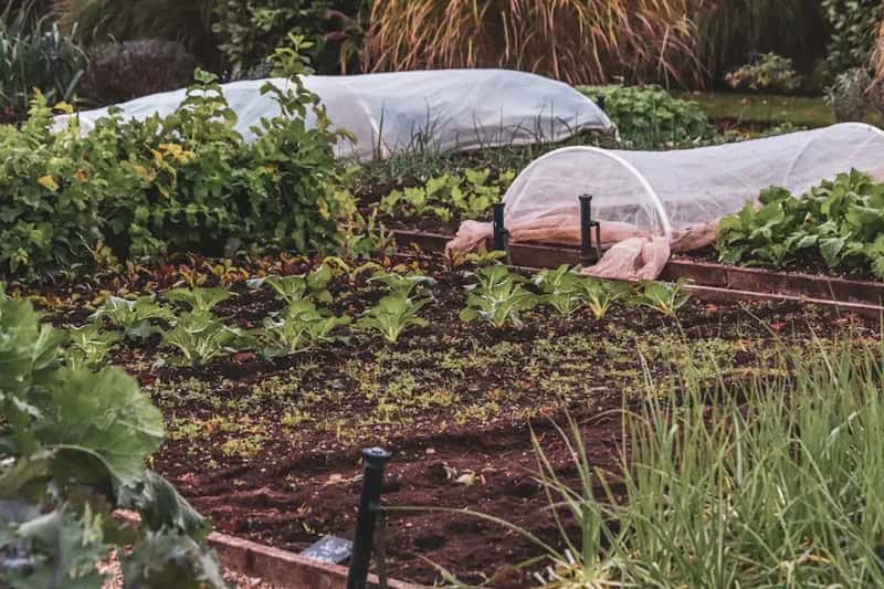 #7 - Cover Crops Are the Secret Weapon Hiding in Plain Sight (Image Credits: Pexels)