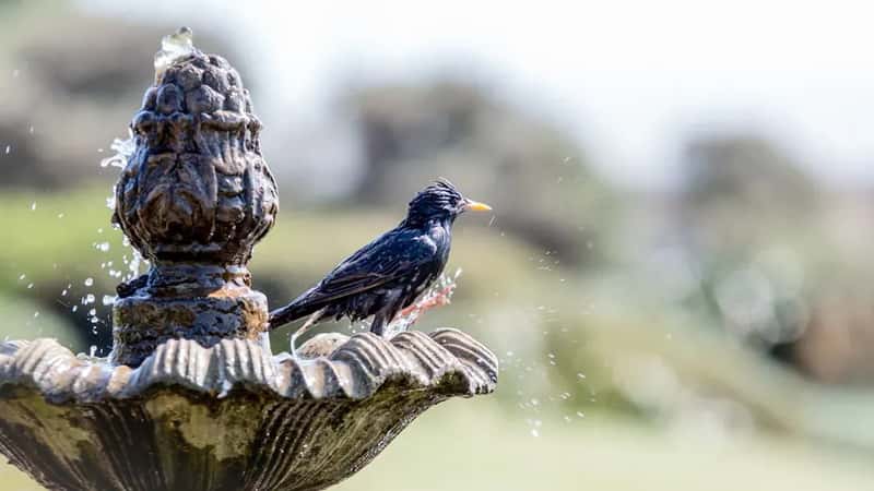 #11 - There's No Water Source in Your Yard (Image Credits: Unsplash)