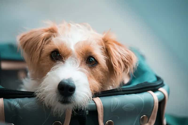 #11 - The Pet Fee Hits Every Single Leg of Your Trip (Image Credits: Unsplash)