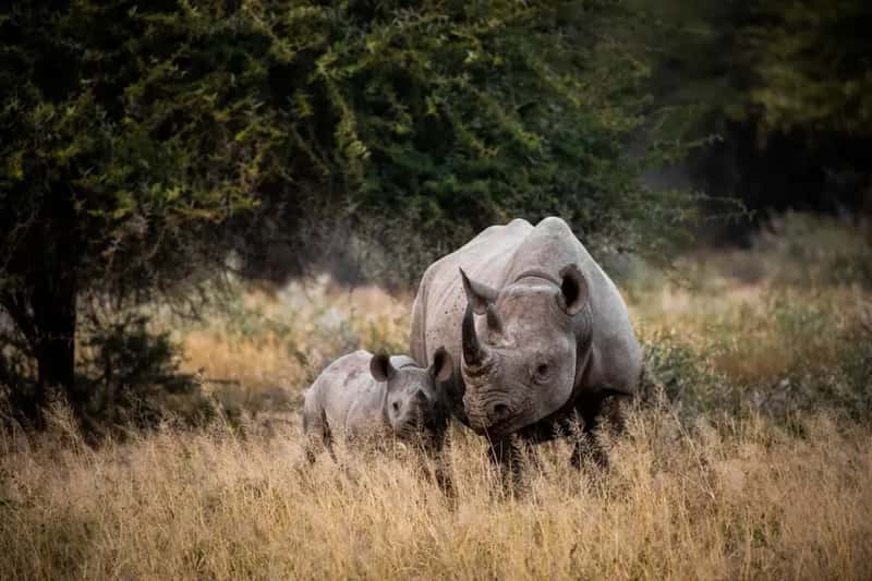South Africa: Wildlife and Wonder Behind a Persistent Safety Stigma (Image Credits: Unsplash)