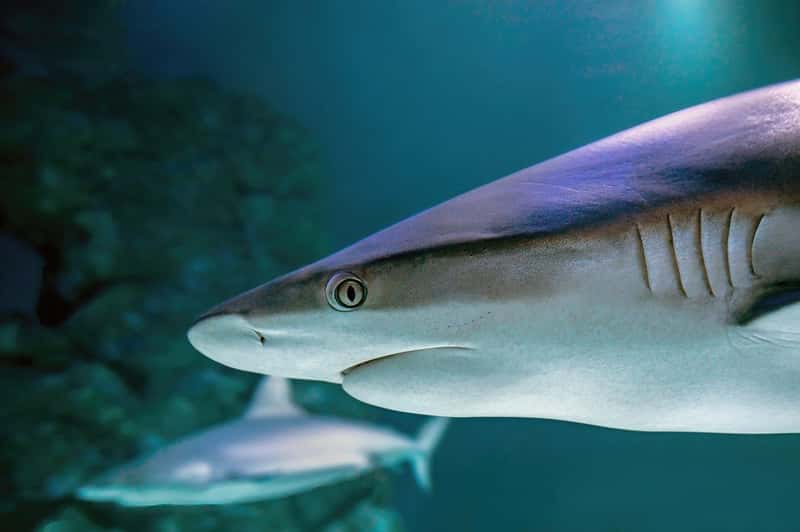 Sharks: Fear Versus Reality (Image Credits: Pixabay)