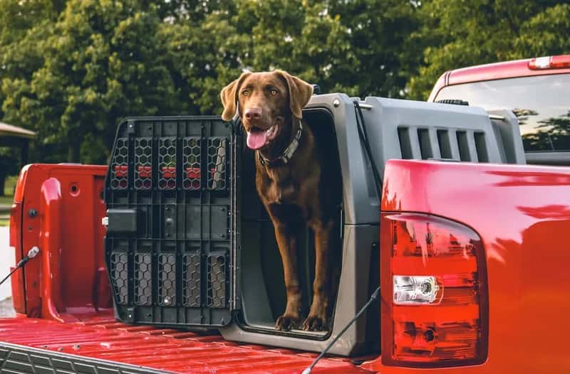 #18 - A Crash-Tested Travel Harness or Secured Crate (Image Credits: Unsplash)