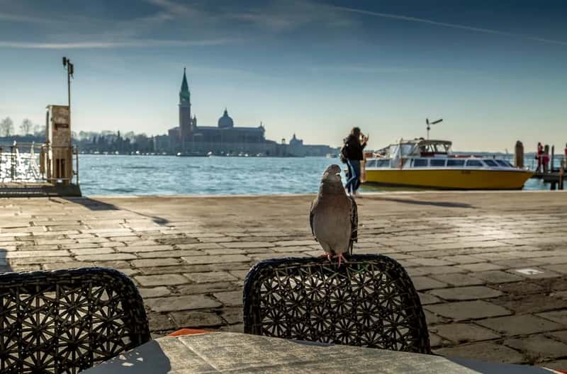 7. Feeding pigeons or seagulls in Venice's public squares (Image Credits: Unsplash)