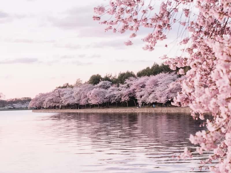 Cherry blossoms and the spring rush (Image Credits: Unsplash)