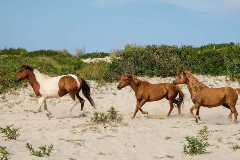 5. Chincoteague Island, Virginia - Wild Ponies and Wilder Coastlines (Image Credits: Unsplash)