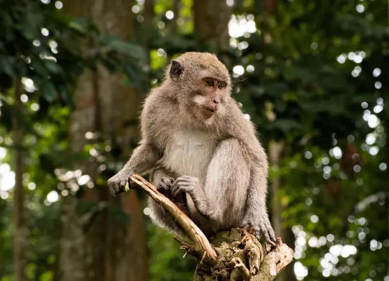 3. Ubud Monkey Forest, Bali: More Dangerous Than It Looks (Image Credits: Pexels)