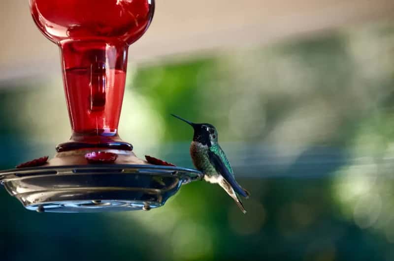 #1 - Adding Red Dye to the Nectar (Image Credits: Unsplash)