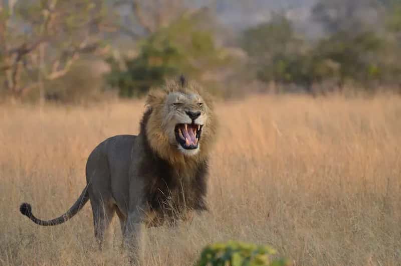 7. South Africa - Iconic Destination, Serious Safety Concerns (Image Credits: Pexels)