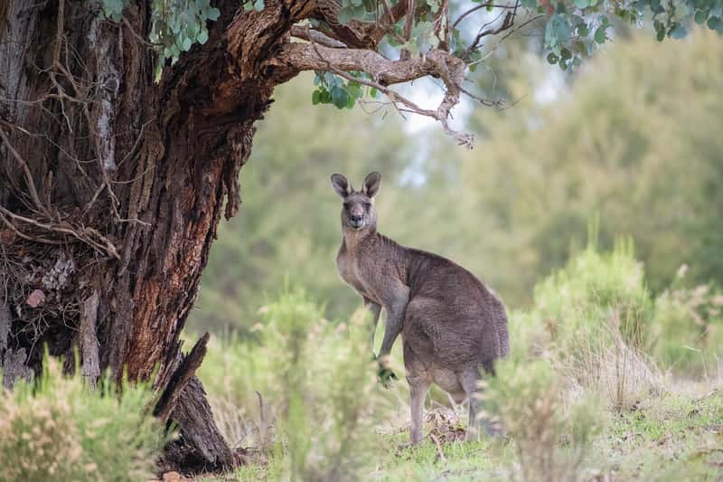 Australia - A Continent of Natural Wonders (Image Credits: Pixabay)