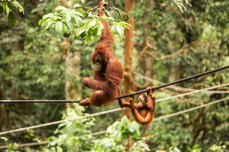 Orangutan Babies in Borneo Sanctuaries (Image Credits: Shutterstock)