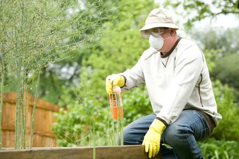 #6 - Pesticides and Insecticides Sprayed Around the Yard (Image Credits: Unsplash)
