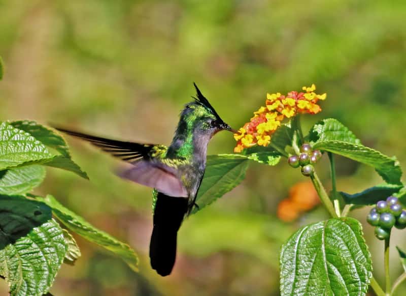 #1 - They Visit Up to 2,000 Flowers a Day - Your One Feeder Isn't Enough (Own work, from Sharp Photography, sharpphotography, CC BY 3.0)