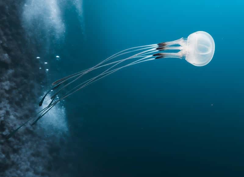 Box Jellyfish: The Invisible Assassin (Image Credits: Pixabay)