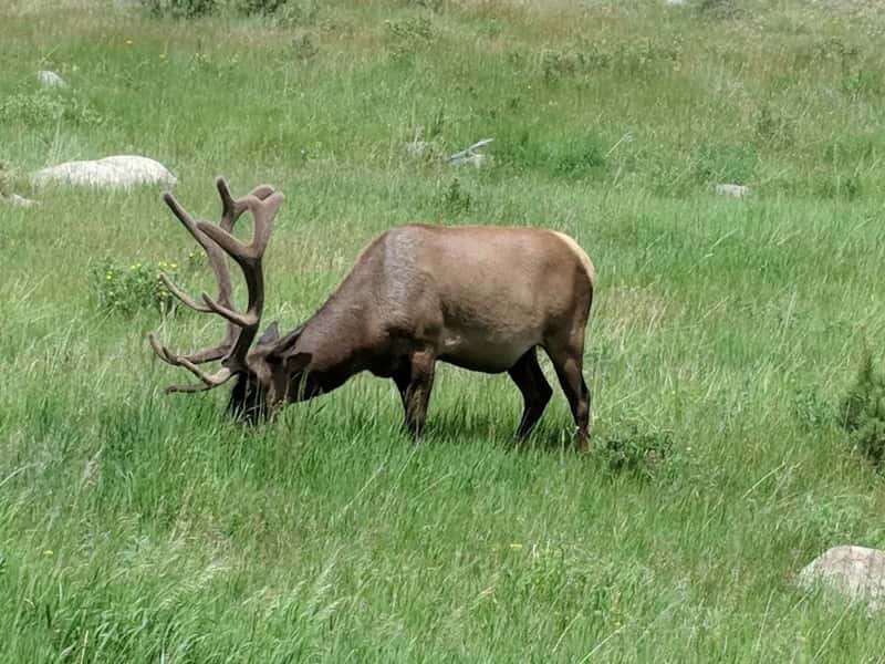 12. Getting Too Close to Elk During Calving Season (Image Credits: Unsplash)