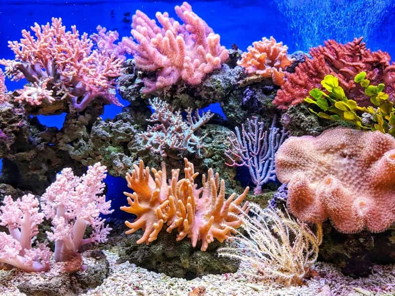2. Shark teeth, coral, and other ocean souvenirs (Image Credits: Unsplash)