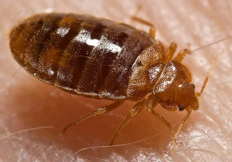 Bed Bugs: The Star Rating Offers Zero Protection (By Content Providers(s): CDC/ Harvard University, Dr. Gary Alpert; Dr. Harold Harlan; Richard Pollack. Photo Credit: Piotr Naskrecki, Public domain)