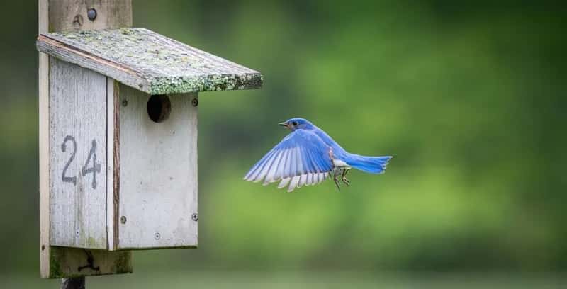 #5 - Mount the Nest Box at the Right Height and Face It East (Image Credits: Pexels)