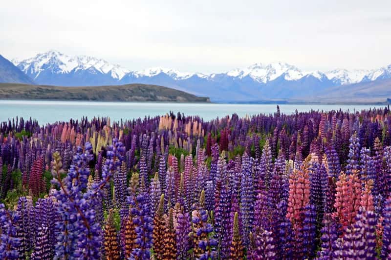 New Zealand: remote landscapes without the isolation risk (Image Credits: Unsplash)