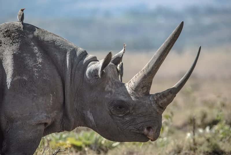 From Near Extinction to a Fragile Foothold (Image Credits: Unsplash)