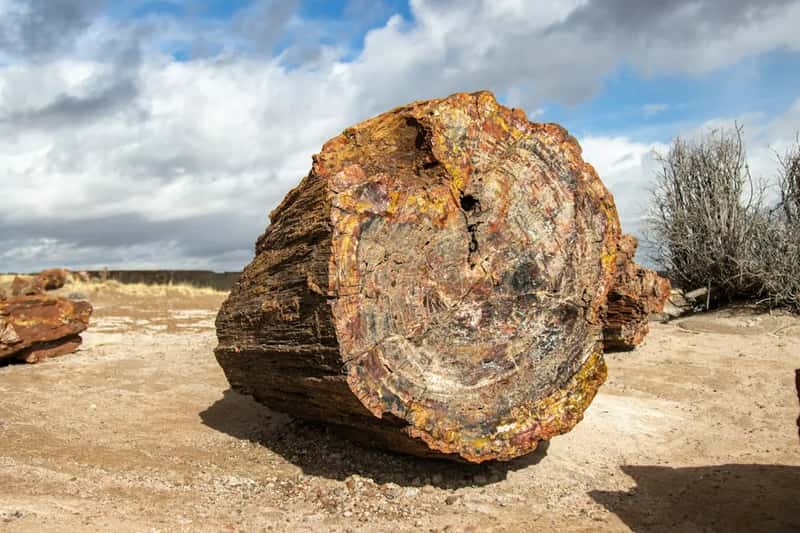 6. Pocketing petrified wood, rocks, or artifacts (Image Credits: Unsplash)