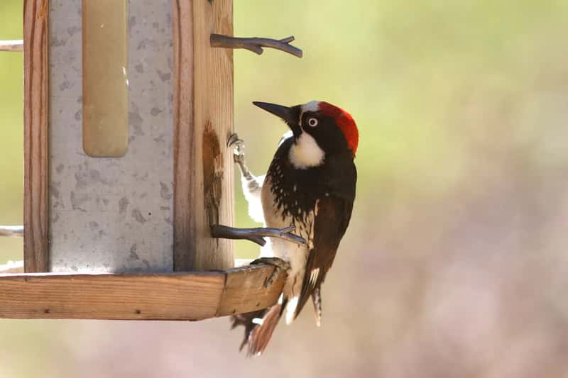 #10 - Large Aggressive Birds Crowding the Feeder (By cogdogblog, CC0)