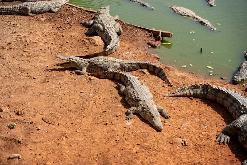 The Village of Bazoulé: Where 150 Crocodiles Are Your Neighbors (Image Credits: Unsplash)