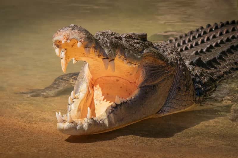 The Last Real Hope: Captive Breeding and Communities (Image Credits: Pixabay)